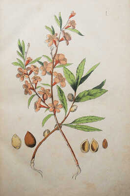 Горецкий В., Вильк. Русский народный лечебный травник и цветник.. В 2 ч Ч. 1-2. [М.], 1892-1893.